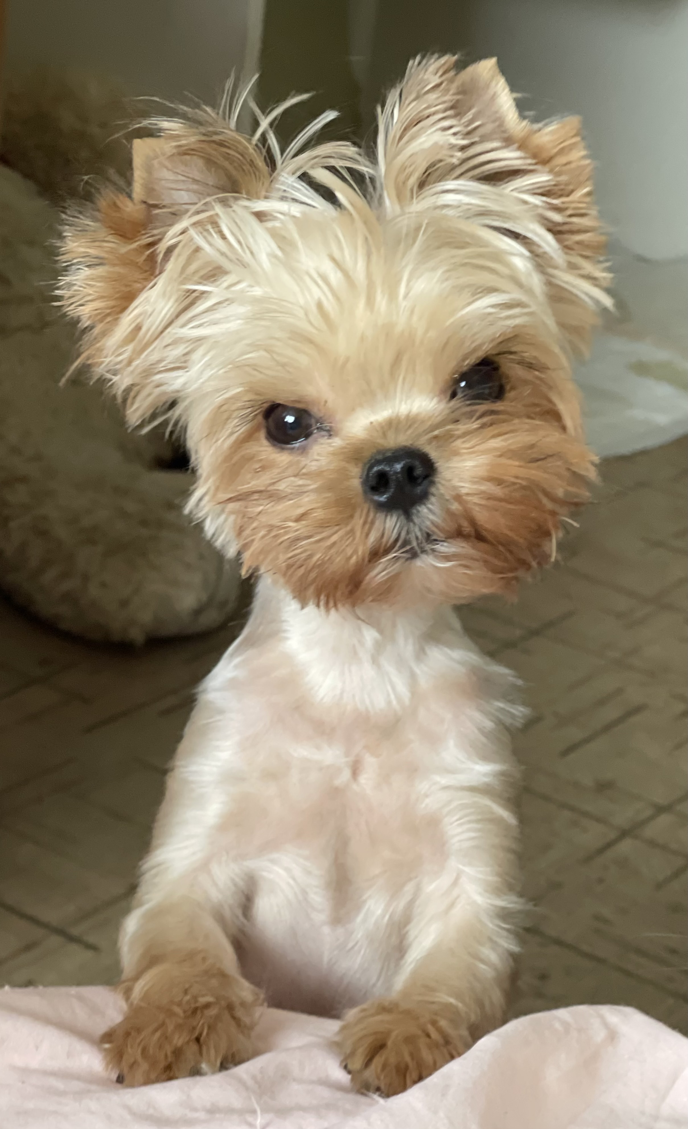 STAR QUEEN CATARINA — Labaza DogPedigree YorkshireTerrier